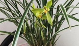 吃瓜娱乐圈小兰花