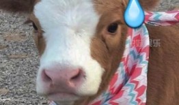 娱乐吃瓜酱hello,揭秘娱乐圈那些不为人知的幕后故事