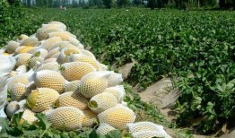 娱乐吃瓜州,揭秘娱乐圈背后的故事与八卦