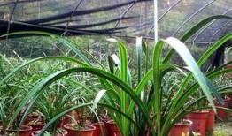 吃瓜娱乐圈小兰花